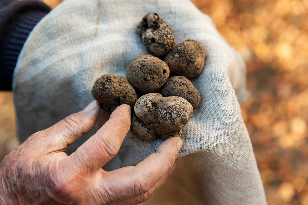 “Garantizamos trufas frescas a todo el mundo en 1 o 2 días desde su recolección.”