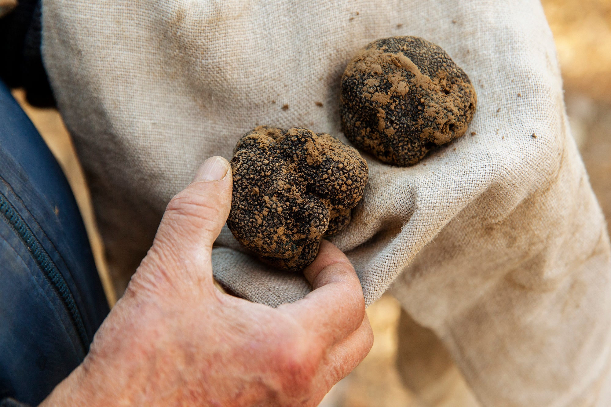 ¿Qué son las trufas?