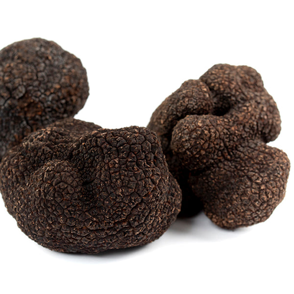 Trufa Negra Fresca XL 62 a 68 gramos – Buscón de Trufas
