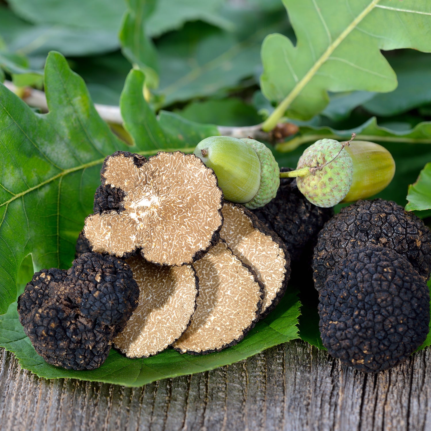 Trufa de Otoño (Tuber Uncinatum)