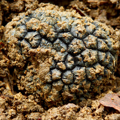 Trufa de Otoño (Tuber Uncinatum)